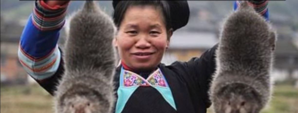 Pandémie mondiale : Les énormes rats sauvages, élevés en Chine, porteurs de coronavirus