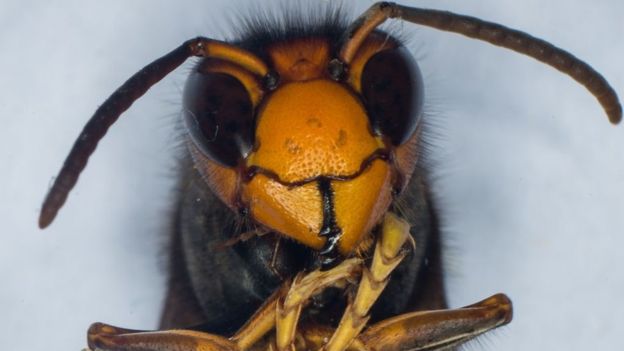 Invasion d’abeilles : Des « frelons meurtriers » débarquent aux États-Unis pour la première fois