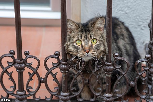 Espagne : Un chat meurt après avoir attrapé un coronavirus de son propriétaire