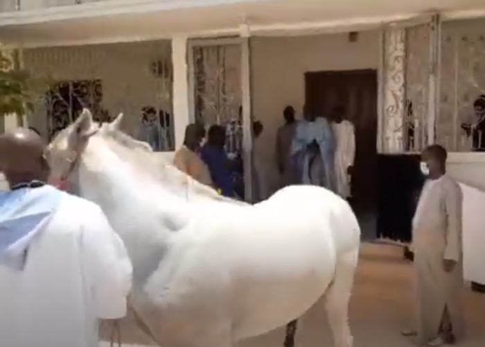 Serigne Moustapha Saliou offre comme « Adiya » un Cheval Blanc à Serigne Mountakha Mbacké. Regardez !