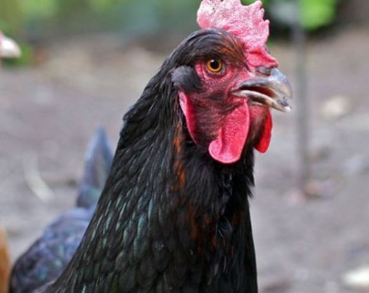 Etats-Unis : La police de Louisiane aux trousses d’un « poulet agressif »