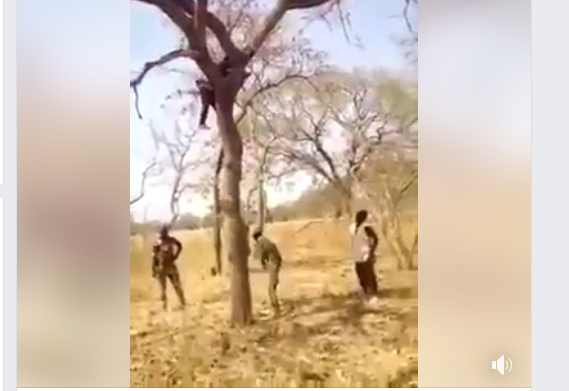 Vidéo : Des gardes des eaux et forêts coupent un arbre où se réfugie un trafiquant de bois