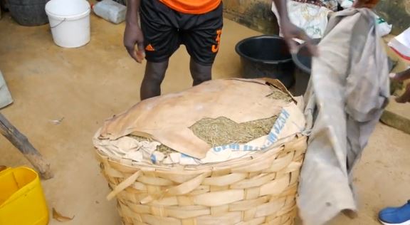 Casamance: Des agriculteurs se tournent vers le cannabis pour vivre (vidéo)