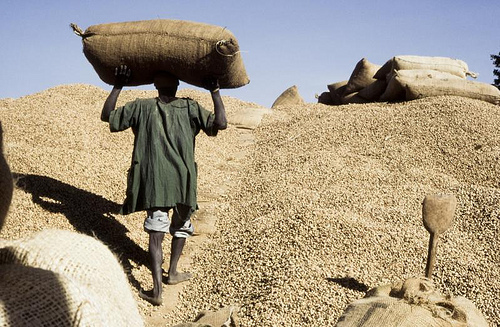 Nioro : Les semences d’arachides détournées et vendues à des pays étrangers…
