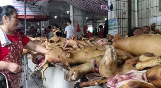 En pleine épidémie, la Chine démarre son Festival de la viande de chien…