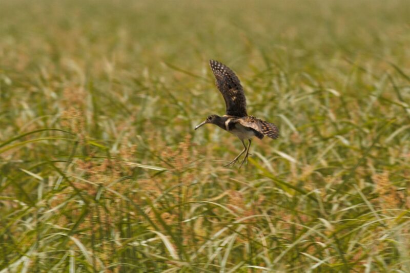 La vallée du fleuve Sénégal : Une invasion d’oiseaux détruit plus de 1000 ha de riz