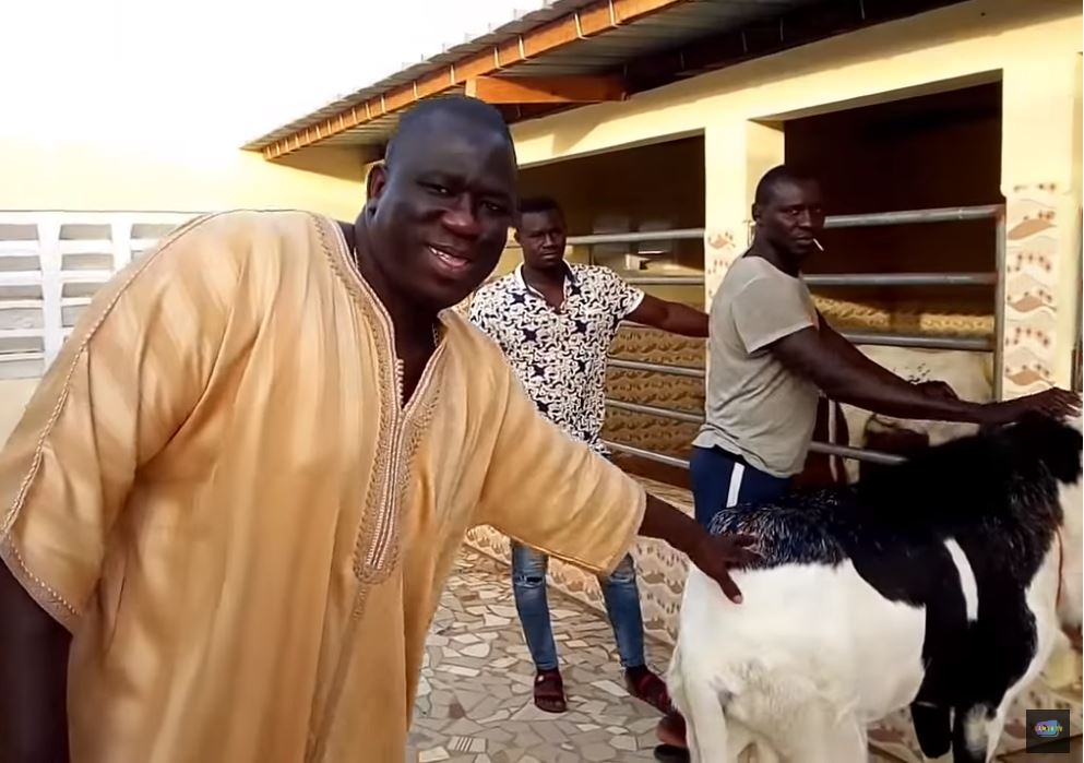 Reconversion : Le Roi Yékini devient grand fournisseur de moutons ladoum (Vidéo)