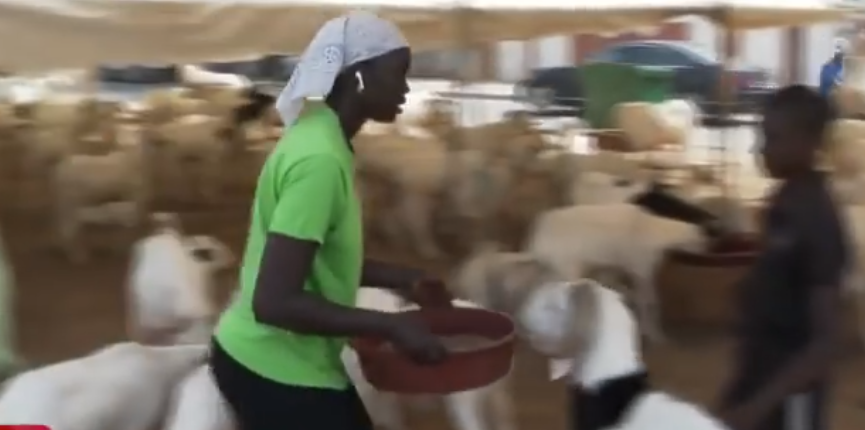 Fatou Kiné Kane, vendeuse de moutons : L&rsquo;autre facette de la capitaine de l&rsquo;As ville de Dakar