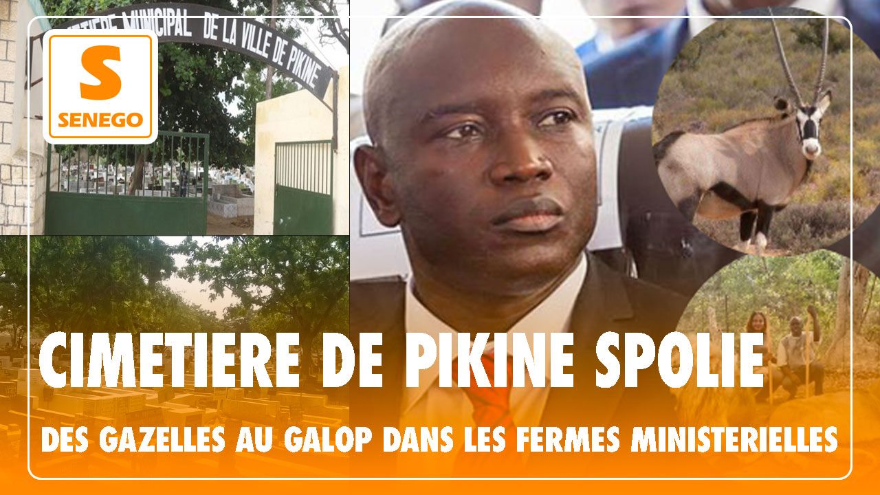 Feuss Net : Cimetière de Pikine spolié, encore des gazelles au galop dans les fermes ministérielles