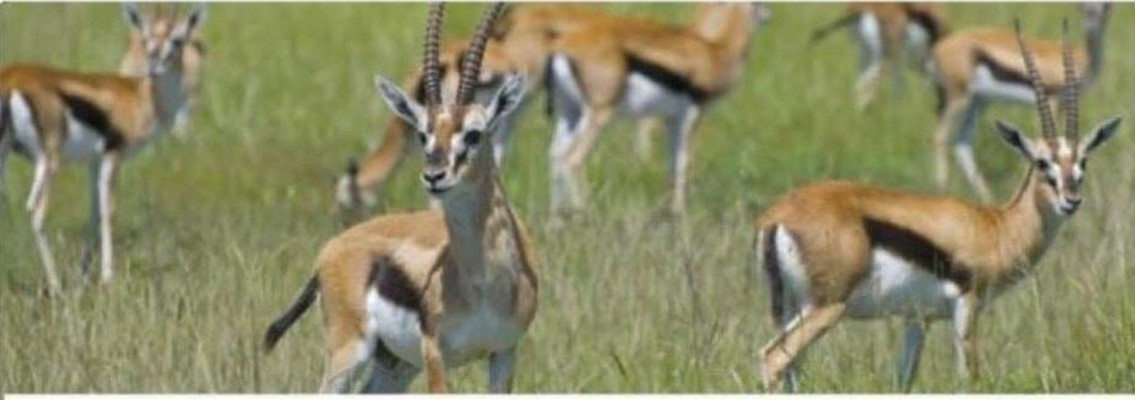 Réserve d’Abdou Karim Sall : Six (6) gazelles convoyées de Ranérou meurent