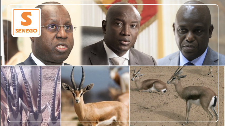 Pouvoir temporel: Y’aurait-il un secret fétichiste des gazelles Oryx pour aspirants à la présidence?