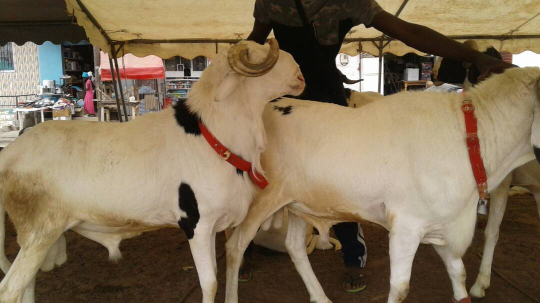 Gueule Tapée : Un homme mort électrocuté dans un enclos à mouton