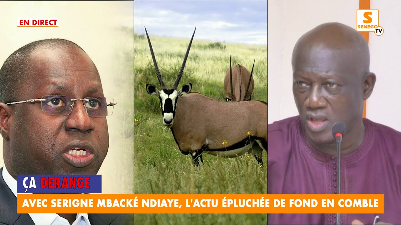 Gazelles oryx : « Dama amm faiblesse sou rabbou allë » (Serigne Mbacké Ndiaye). Regardez
