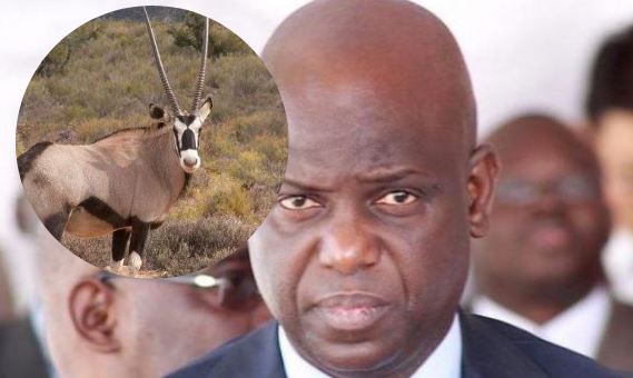 Tong-Tong des gazelles Oryx : Mansour Faye a reçu sa part…