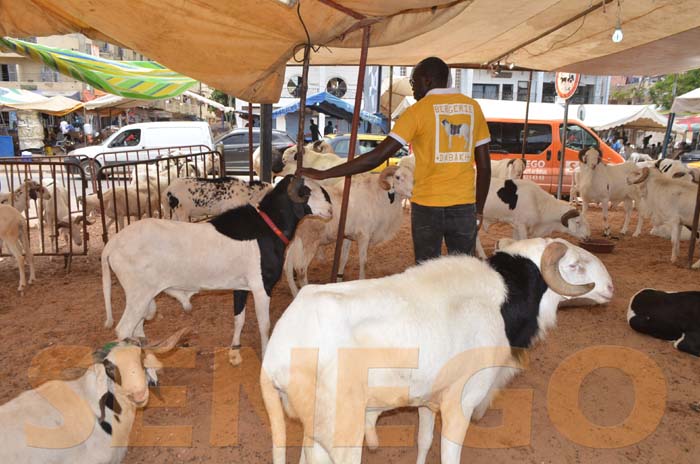 (15 photos) – Tabaski 2020 : Depuis quelques jours les moutons gagnent Dakar mais…