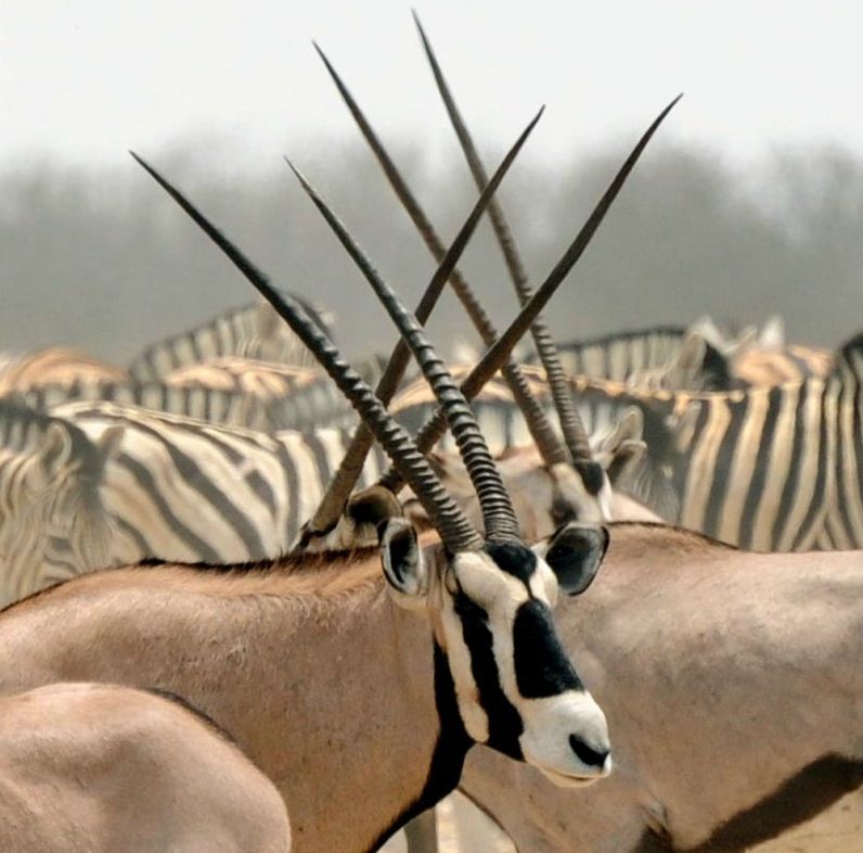 Oryx algazelles : Le Forum civil Ranérou déballe