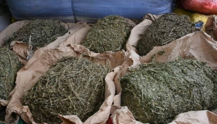 Commissariat central de Guédiawaye : Deux dealers en possession de 5,275Kg de chanvre indien arrêtés…