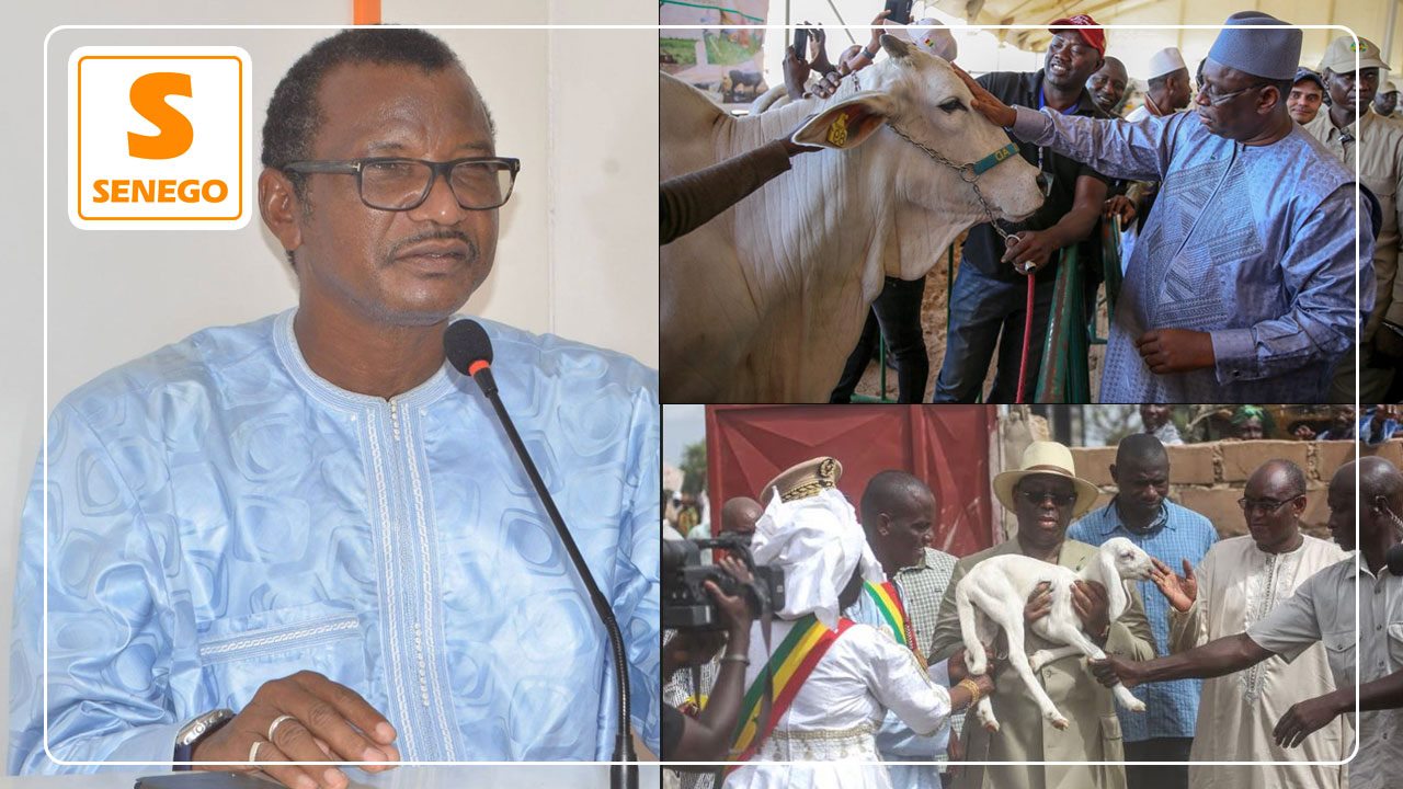 Approvisionnement en moutons et Viande : Ismaila Sow sur le développement du secteur de l’élevage…