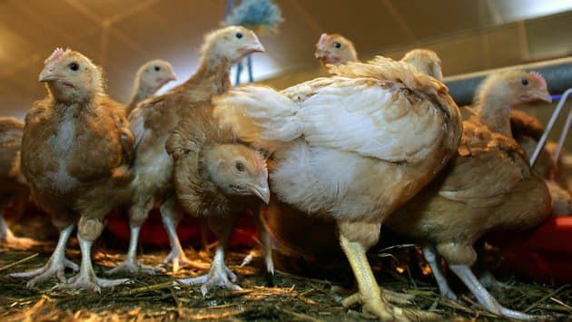 Coronavirus : La Chine découvre des traces du virus sur du poulet importé du Brésil