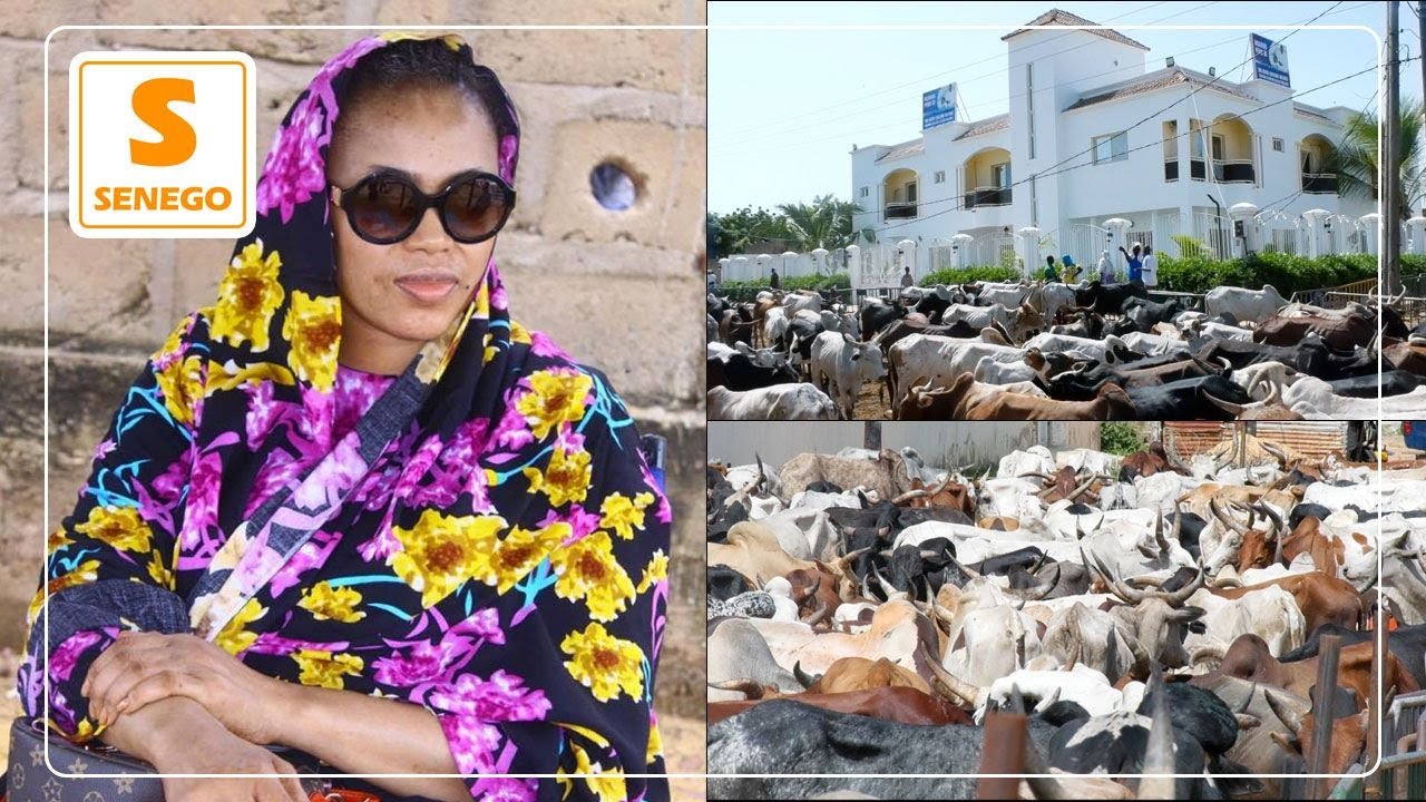 Ngabou: L’arrivée impressionnante des bœufs de Sokhna Aida Diallo (Senego Tv)