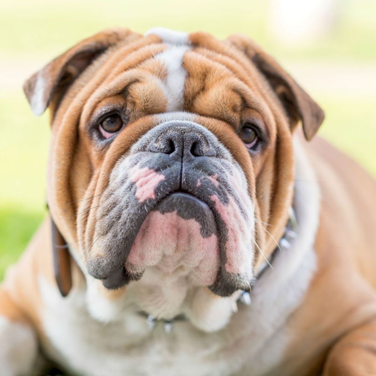 Un père de famille meurt dévoré par son chien qui avait déjà attaqué des enfants