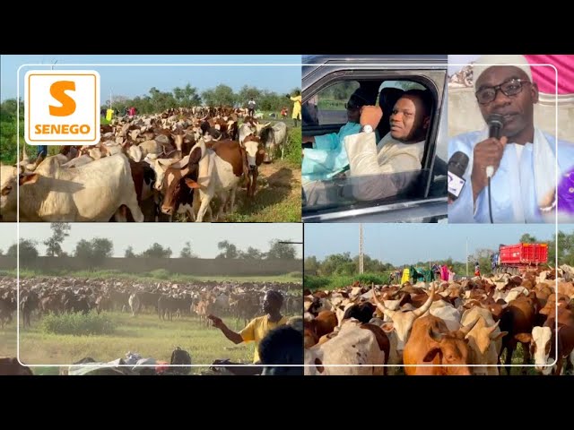 Magal Touba 2020 : L’arrivée impressionnante des 2300 bœufs de Serigne Saliou Thioune (Senego Tv)