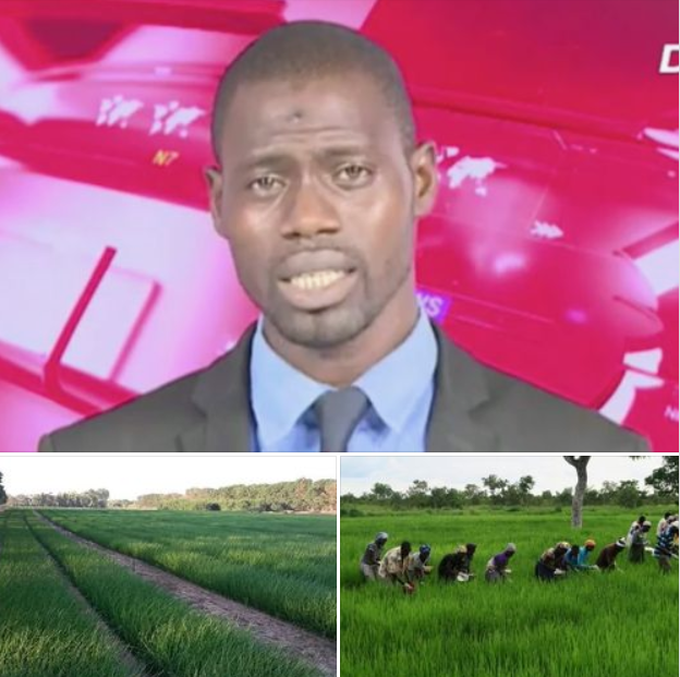 « Kolda : L’agriculture, un secteur oublié » (Par Abdoulaye Wandianga)