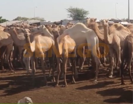 Magal Touba : Des chameaux vendus entre 300 et 800 000 FCfa