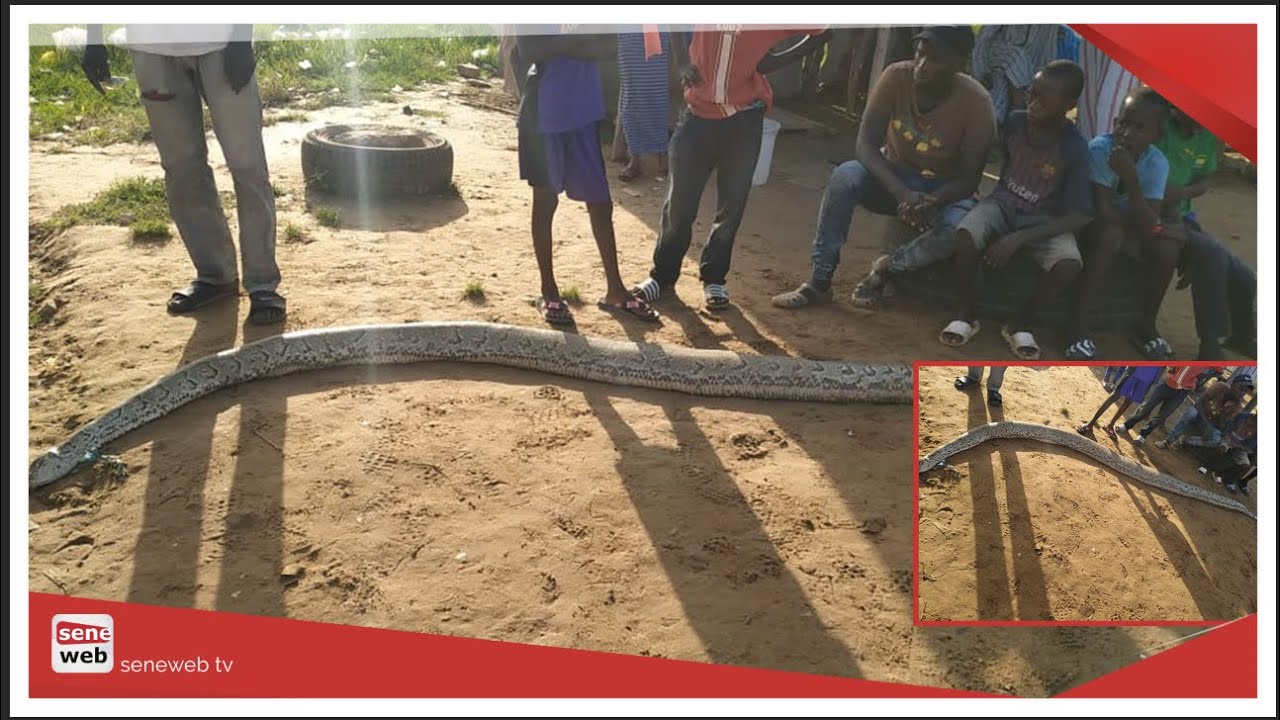 Malika : Les populations capturent un serpent impressionnant (Vidéo)