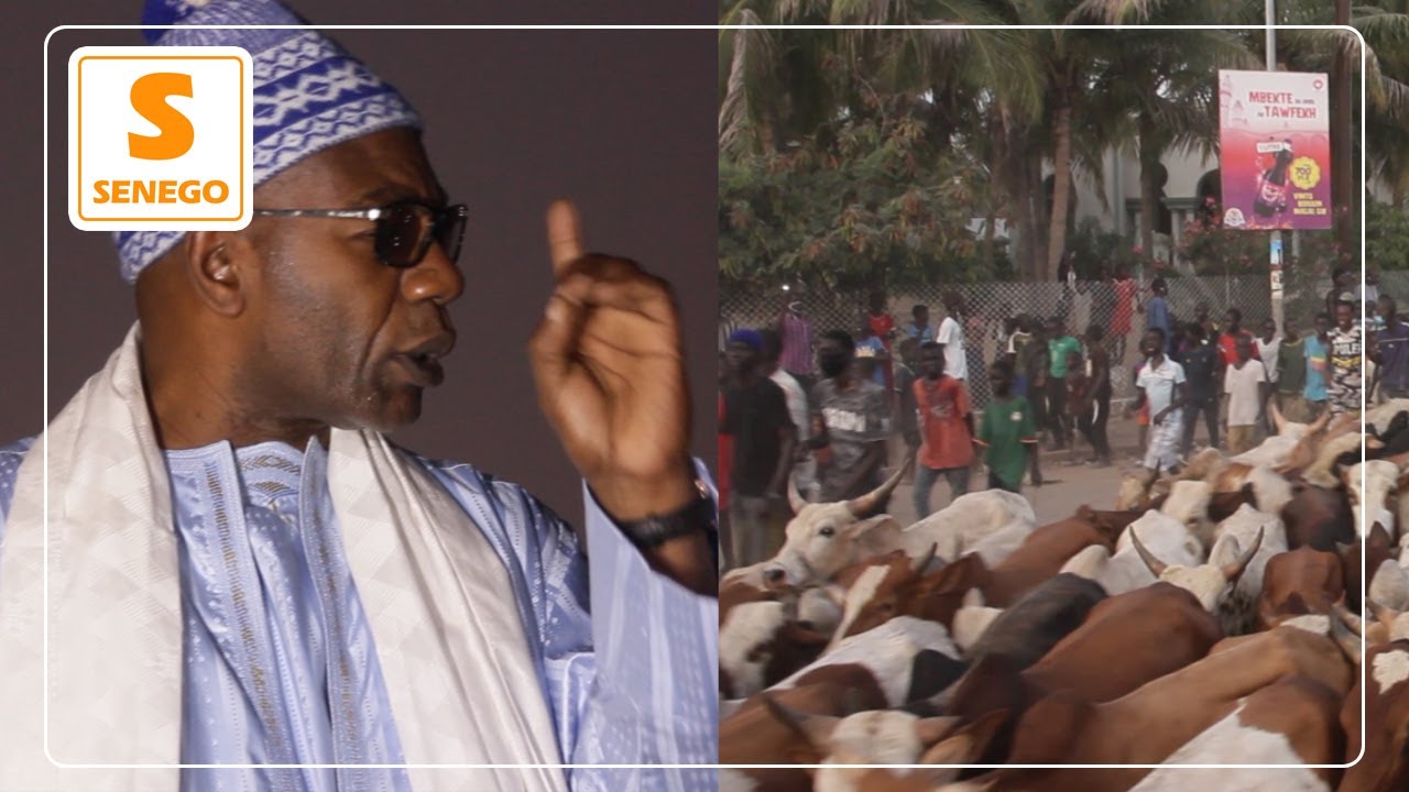Arrivée des bœufs à Dianatoul Mahwa : Serigne Saliou Thioune  »Nio ngi ci ndigali S. Mountakha   »