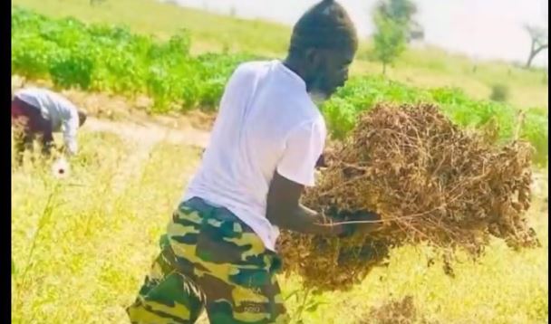 Récolte à Chikory : Borom Darou Noreyni en pleine activité dans les champs…(vidéo)