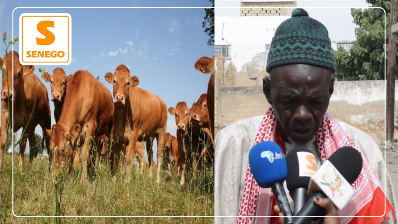 Touba – Mor Diarra Sow : « Du napp kat yi rek gnoy dem si Mbëkmi ak éleveurs yi tam » (Senego Tv)