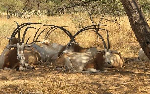 Gazelles Oryx: «Le Sénégal en compte 585», selon le ministre Abdou Karim Sall…