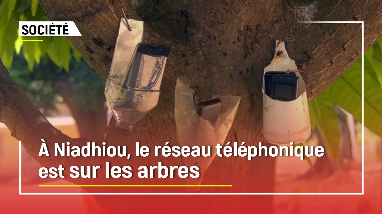 Casamance : Le réseau Téléphonique est sur les arbres à Niadhiou…(vidéo)