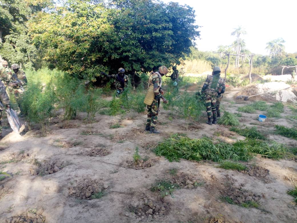 Ziguinchor : 2 champs de cannabis découverts dans la forêt de Grand Koulaye (photos)