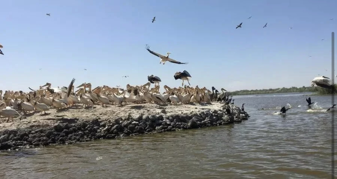 Sénégal : La grippe aviaire est à l’origine de la mort des 750 pélicans…