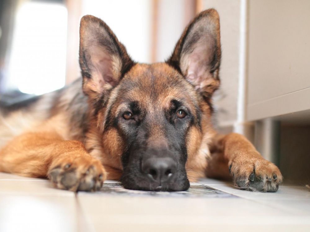 Canada : une femme africaine transforme son mari en chien utilisant le vaudou (photo)