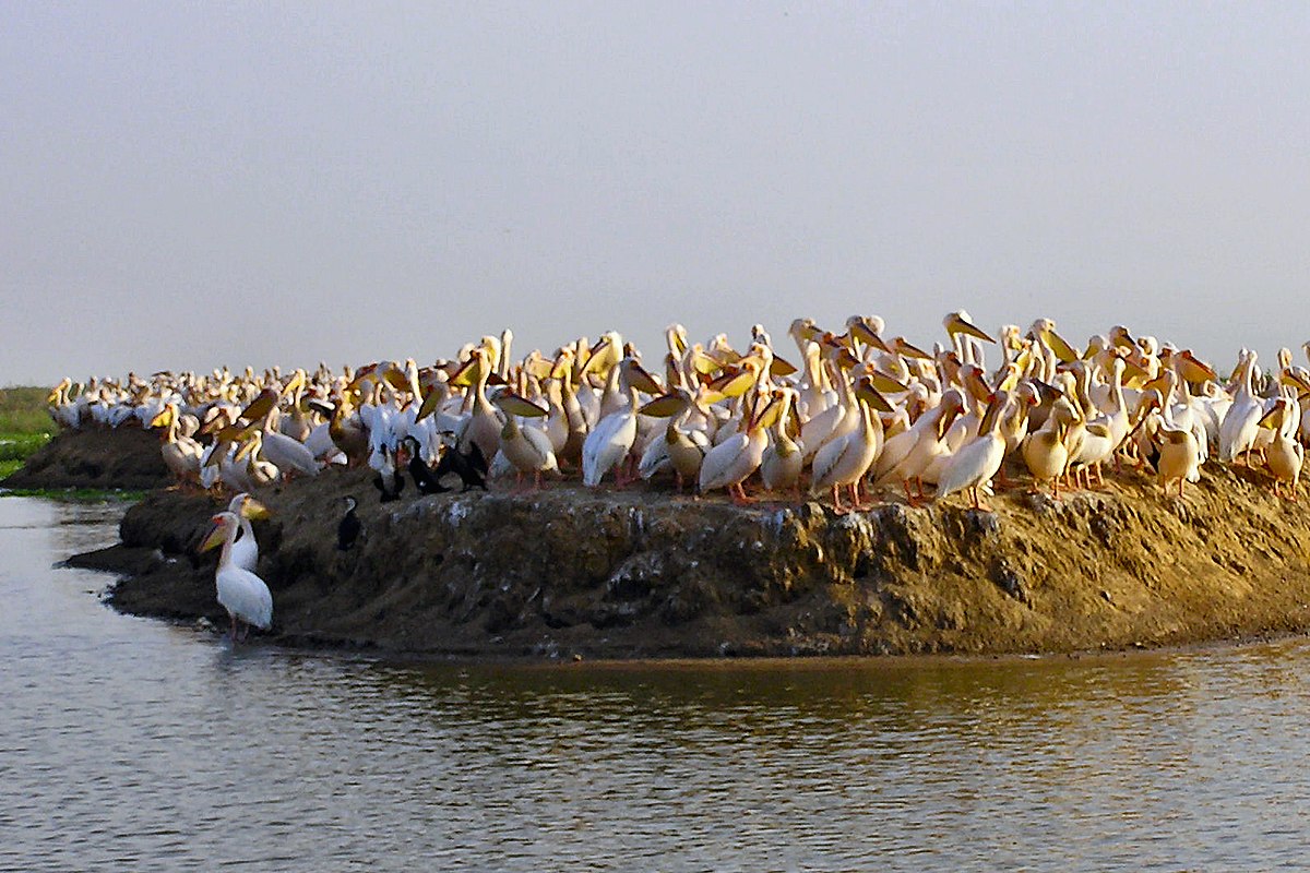 Parc national des oiseaux de Djoudj : « Forte » mortalité de 750 pélicans blancs dont 740 jeunes