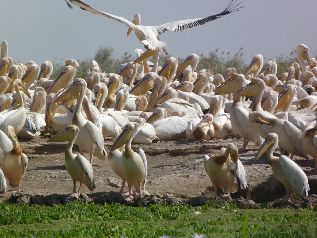 Parc de Djoudj : Près de 750 pélicans retrouvés morts, la thèse de la grippe aviaire écartée