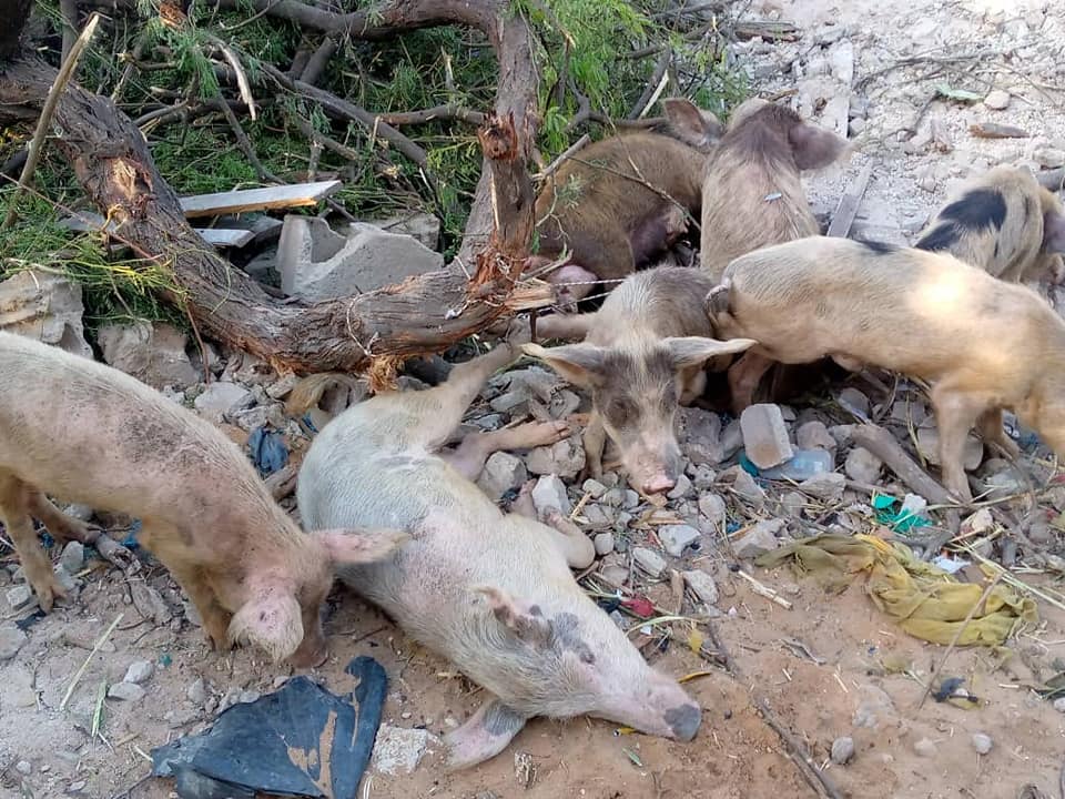 La filière porcine du Sénégal agressée et humiliée… La colère noire du SG Hyacinthe P. Badiane