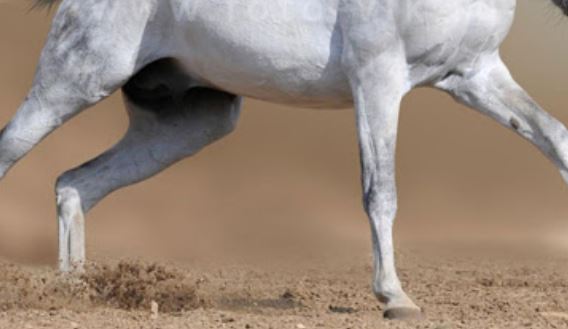 Alerte mystique : Un Cheval blanc auréolé de gris-gris court dans les rues de Dakar…