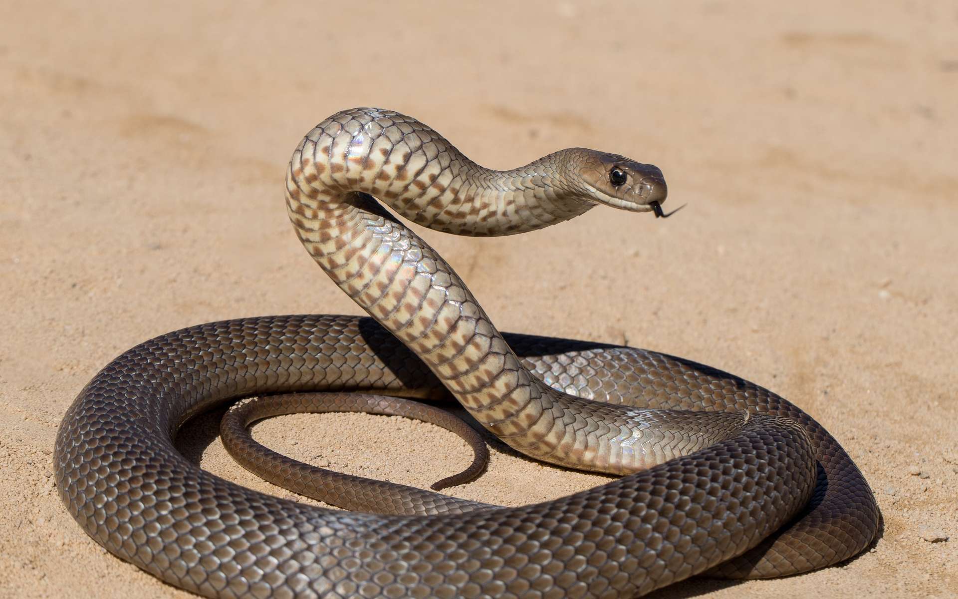 Tivaouane peulh: Gendarmes et Sapeurs-pompiers maîtrisent un gros serpent (Vidéo)