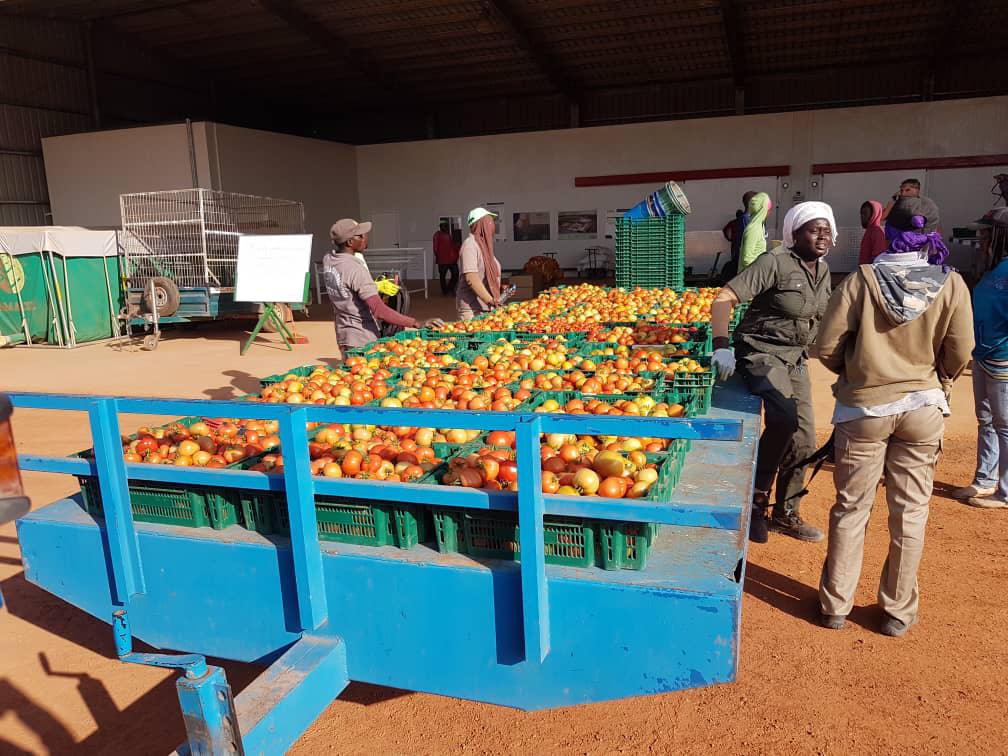 « Sur l’absence du Projet AGRIJEUNES à Kolda, une mise au point s’impose ! » (Par Abdoulaye Seydi)
