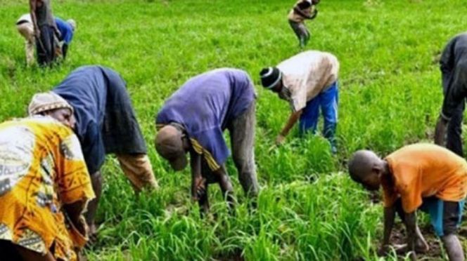 Agriculture : Le SYNTTAS décrète 48 heures de grève