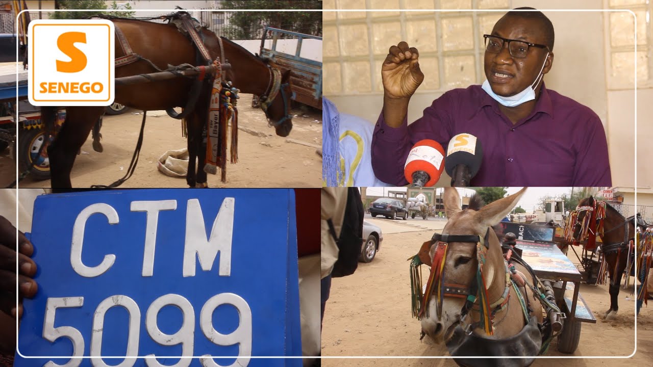 Touba : Des numéros d&rsquo;immatriculation seront exigés aux charretiers… (Senego Tv)