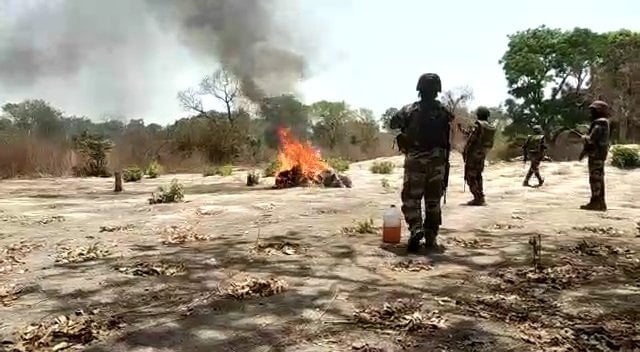 Ziguinchor: 06 champs de chanvre indien et 10 puits détruits par l’Armée (photos)