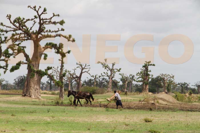 Foncier : Les habitants de Ndingler et de Djilakh sur le qui-vive