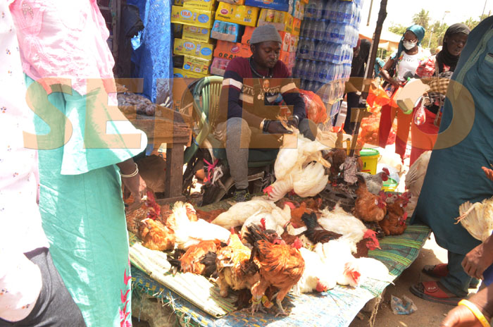 Korité : Le poulet réapparaît à Dakar, mais son prix affole Gorgoorlou (Photos)