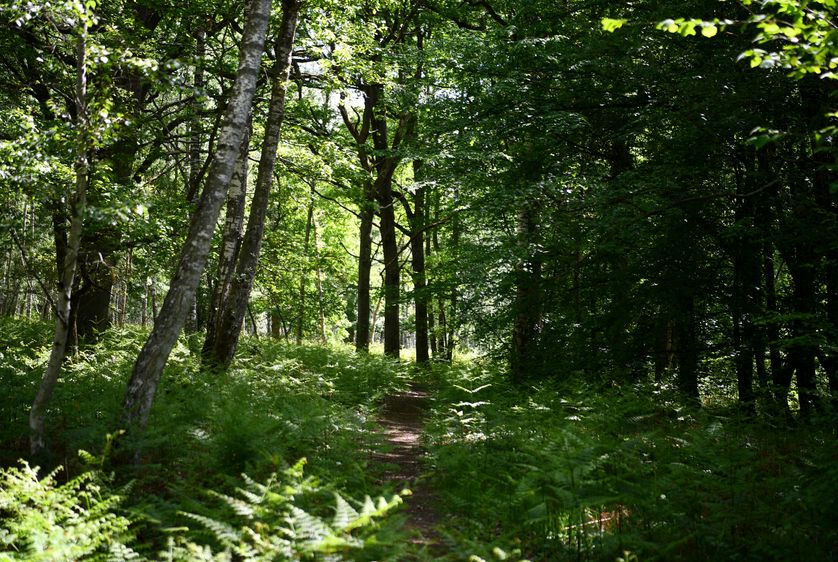 Le CIO va faire planter une « forêt olympique » de 355 000 arbres dans la bande sahélienne