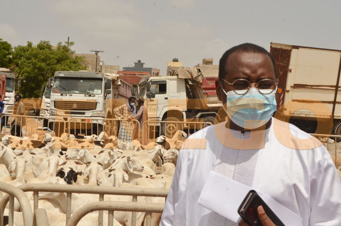 Tabaski – Harouna Gallo Bâ : « Déjà plus de 700.000 têtes disponibles » (Senego TV)